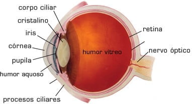 Entendendo o retinoblastoma